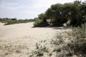 30291-kwartellaan-duinen-2006